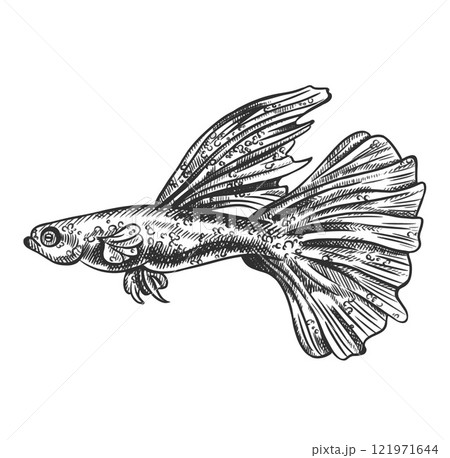 Vector illustration of guppy sea fish. A tropical underwater animal. Tropical element of natural world. For postcards, prints. Hand drawn textured sketch in black and white on isolated background 121971644