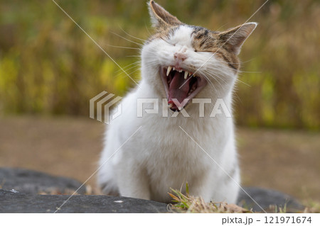 秋のススキと自然公園の岩場で大きく鳴いてるキジトラ柄とぶち猫柄の野良猫 秋のススキと自然公園の岩場で大きく鳴いてるキジトラ柄とぶち猫柄の野良猫 121971674