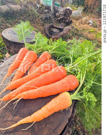 採れたて人参 121971718