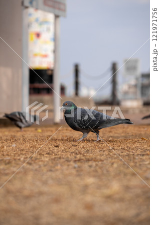 港にいる鳩 港にいる鳩 121971756