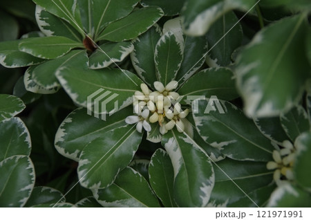 魔除けにも使われる扉の木 海岸沿いで見かけるトベラ 魔除けにも使われる扉の木 海岸沿いで見かけるトベラ 121971991