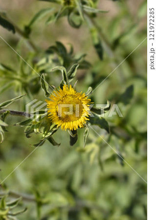 Spiny starwort 121972285