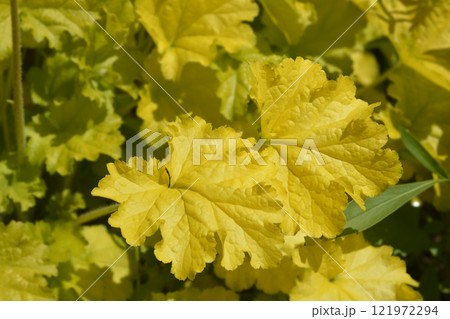 Coral Bells Electric Lime 121972294