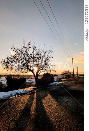 冬の夕陽を背にした柿の木のある北国の田舎町の風景 冬の夕陽を背にした柿の木のある北国の田舎町の風景 121972518