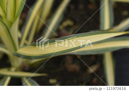 Variegated needle palm Color Guard 121972618