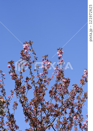 Japanese flowering cherry Kanzan 121972625