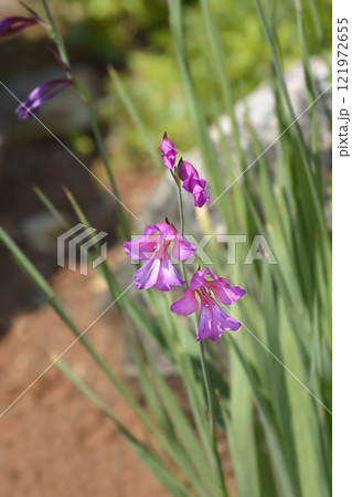 Wild gladiolus Wild gladiolus 121972655