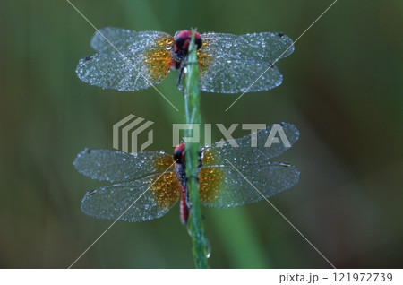八丁トンボ 世界一小さいトンボ 八丁トンボ 世界一小さいトンボ 121972739