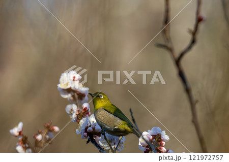 梅の花の蜜を吸うメジロ 121972757