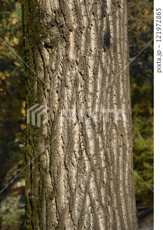 Tulip tree Tulip tree 121972865