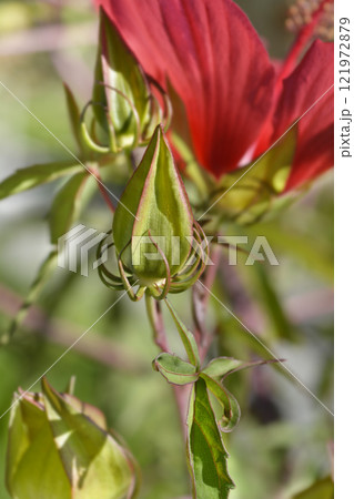 Scarlet rosemallow 121972879