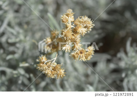 Italian everlasting seeds Italian everlasting seeds 121972891