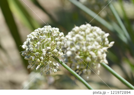 Garden onion seed head Garden onion seed head 121972894