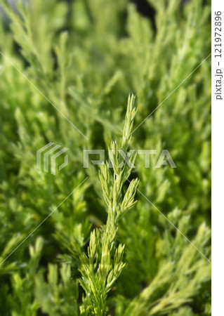 Creeping juniper Andorra Compact Creeping juniper Andorra Compact 121972896