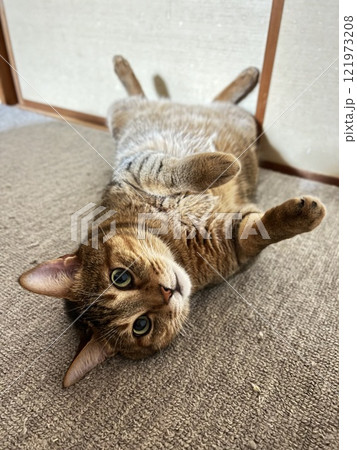 【保護猫】和室のカーペットで寝転んで可愛いしぐさをする4歳のキジトラ猫 121973208