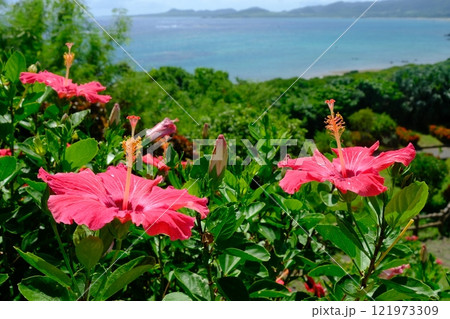 玉取岬展望台のハイビスカスの花壇 121973309