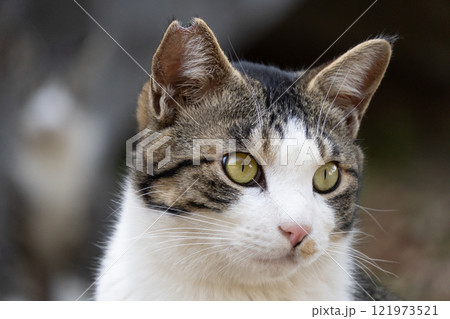 ぽわっと柔らかい雰囲気のキジトラ柄の野良猫のどアップした顔 ぽわっと柔らかい雰囲気のキジトラ柄の野良猫のどアップした顔 121973521