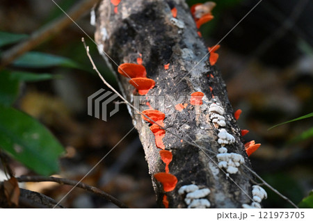 枯れ木に生えるヒイロタケ 枯れ木に生えるヒイロタケ 121973705