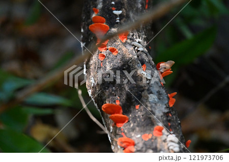 枯れ木に生えるヒイロタケ 121973706