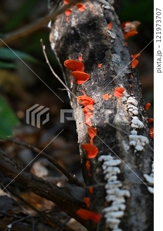 枯れ木に生えるヒイロタケ 121973707