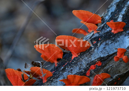 枯れ木に生えるヒイロタケ 121973710