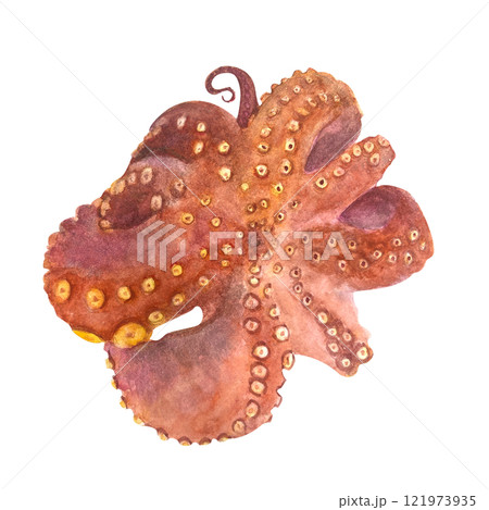 Fried octopus watercolor illustration isolated on white. High quality hand-drawn sea clip art perfect for cook books, blog posts, recipe ingredient, for posters, cards, kitchen decor and design 121973935