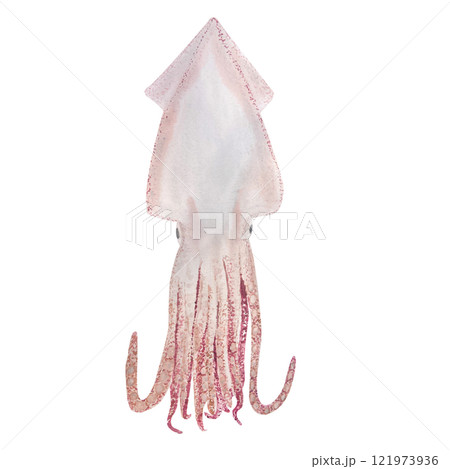 Squid watercolor illustration isolated on white. High quality hand drawn sea creature clip art perfect for blog posts, for posters, cards, notebooks, oceanarium, cook books, kitchen decor and design Squid watercolor illustration isolated on white. High quality hand drawn sea creature clip art perfect for blog posts, for posters, cards, notebooks, oceanarium, cook books, kitchen decor and design 121973936