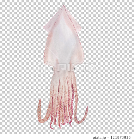 Squid watercolor illustration isolated on white. High quality hand drawn sea creature clip art perfect for blog posts, for posters, cards, notebooks, oceanarium, cook books, kitchen decor and design Squid watercolor illustration isolated on white. High quality hand drawn sea creature clip art perfect for blog posts, for posters, cards, notebooks, oceanarium, cook books, kitchen decor and design 121973936