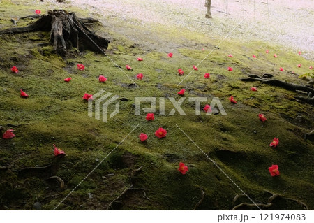 苔の原に落ちた椿の花 121974083