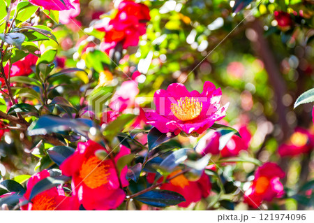 初冬の景色 冬を彩る満開のサザンカ 初冬の景色 冬を彩る満開のサザンカ 121974096