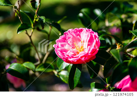初冬の景色 冬を彩る満開のサザンカ 初冬の景色 冬を彩る満開のサザンカ 121974105