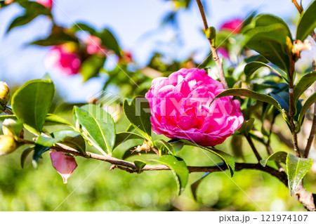 初冬の景色 冬を彩る満開のサザンカ 初冬の景色 冬を彩る満開のサザンカ 121974107