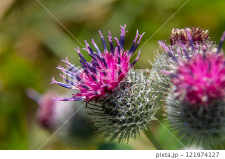 Arctium tomentosum, commonly known as the woolly burdock is a species of burdock belonging to the family Asteraceae 121974127