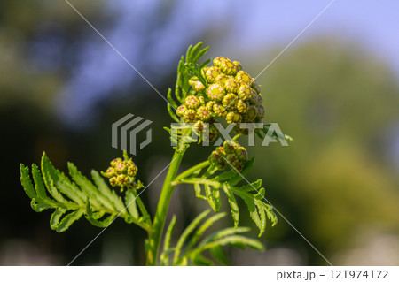 Tansy Tanacetum vulgare wild plant in summer Tansy Tanacetum vulgare wild plant in summer 121974172