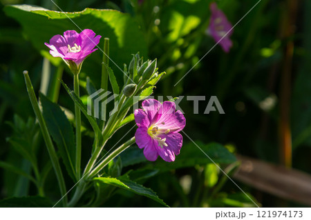 willow-herb epilobium hirsutum during flowering. Medicinal plant with red flowers 121974173