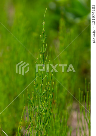 Horsetail field Equisetum arvense grows in the wild 121974183