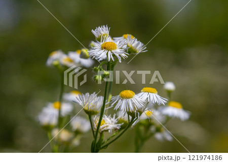 Erigeron annuus known as annual fleabane, daisy fleabane, or eastern daisy fleabane 121974186