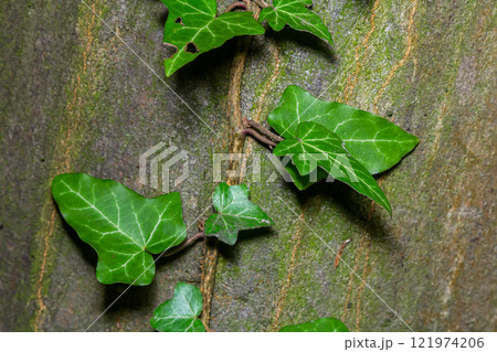 Fresh bright green leaves of ivy Hedera helix on grey-brown tree bark 121974206