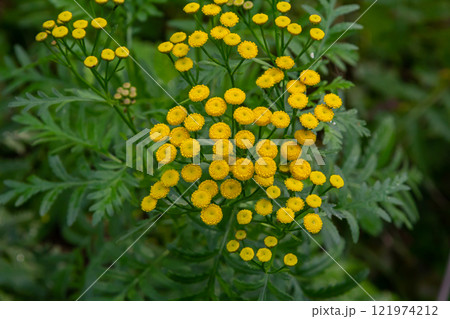 Tansy Tanacetum vulgare wild plant in summer Tansy Tanacetum vulgare wild plant in summer 121974212