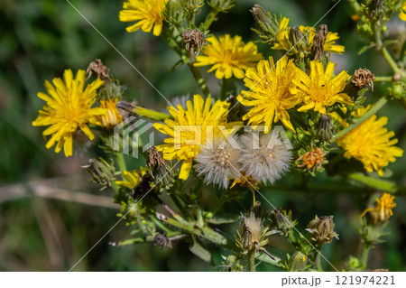 Hieracium laevigatum or smooth hawkweed. Hieracium, known by the common name hawkweed and classically as hierakion. Floral desktop background. Hieracium caespitosum, commonly known as meadow hawkweed Hieracium laevigatum or smooth hawkweed. Hieracium, known by the common name hawkweed and classically as hierakion. Floral desktop background. Hieracium caespitosum, commonly known as meadow hawkweed 121974221