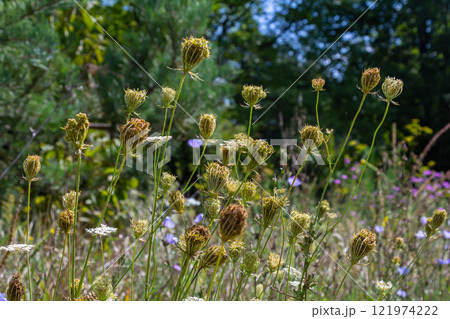Daucus carota known as wild carrot blooming plant 121974222