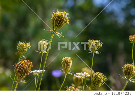 Daucus carota known as wild carrot blooming plant 121974223