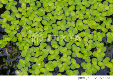 Least duckweed plants, Lemna minuta, on a water surface Least duckweed plants, Lemna minuta, on a water surface 121974228