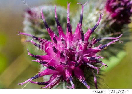 Arctium tomentosum, commonly known as the woolly burdock is a species of burdock belonging to the family Asteraceae 121974236