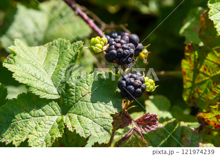 Close-up shot of the European dewberry Rubus caesius growing in the forest with maturing, ripe fruits in bright sunlight 121974239