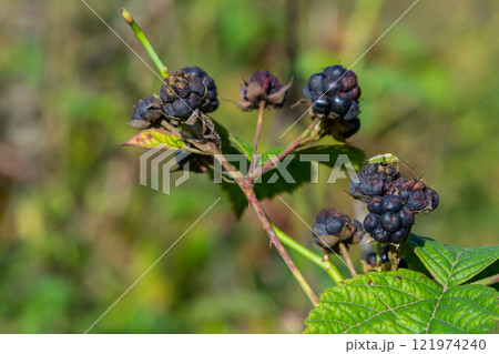 Close-up shot of the European dewberry Rubus caesius growing in the forest with maturing, ripe fruits in bright sunlight 121974240