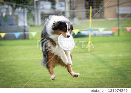 Disc dog jumping in the air Disc dog jumping in the air 121974245