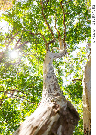 秋晴れの空とダイナミックなシマサルスベリの樹形 秋晴れの空とダイナミックなシマサルスベリの樹形 121974392
