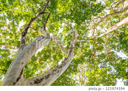 秋晴れの空とダイナミックなシマサルスベリの樹形 121974394