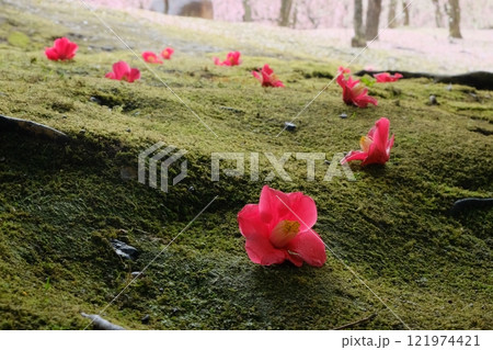 苔の原に落ちた椿の花 121974421